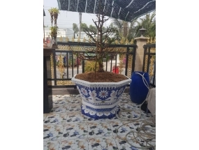 Chậu bát giác kích thước 1m