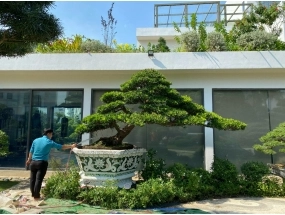 Chậu lục giác 1m6 xanh rêu