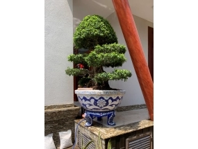 Chậu tròn kích thước 1 mét chân quỳ
