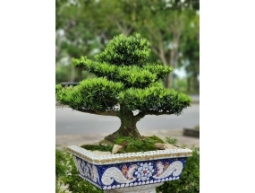 Chậu chữ nhật bonsai