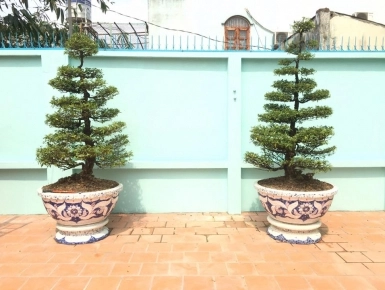 chậu tròn 1m trồng mai chiếu thủy 